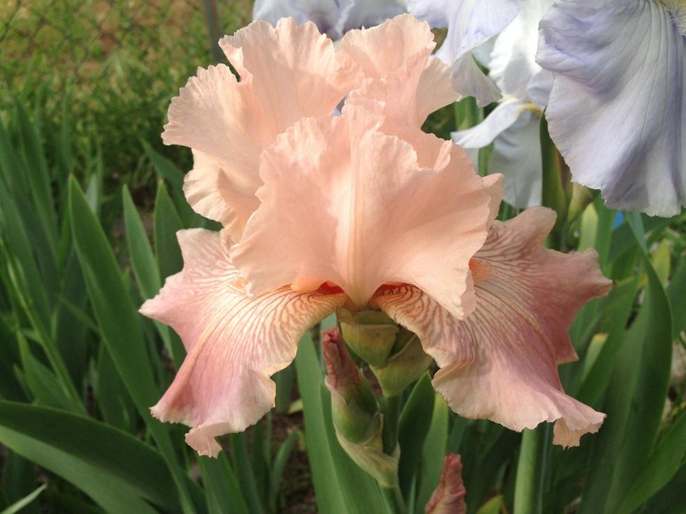 Photo of Tall Bearded Iris (Iris 'Glitter Repink') uploaded by SpringGreenThumb