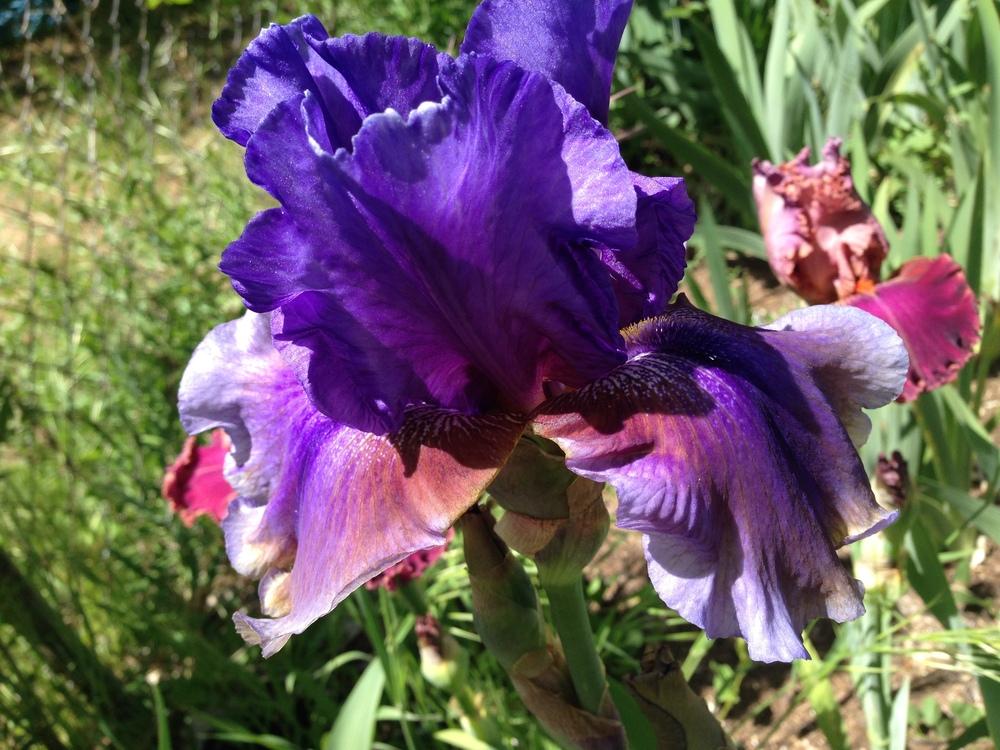 Photo of the bloom of Tall Bearded Iris (Iris Opera') posted by