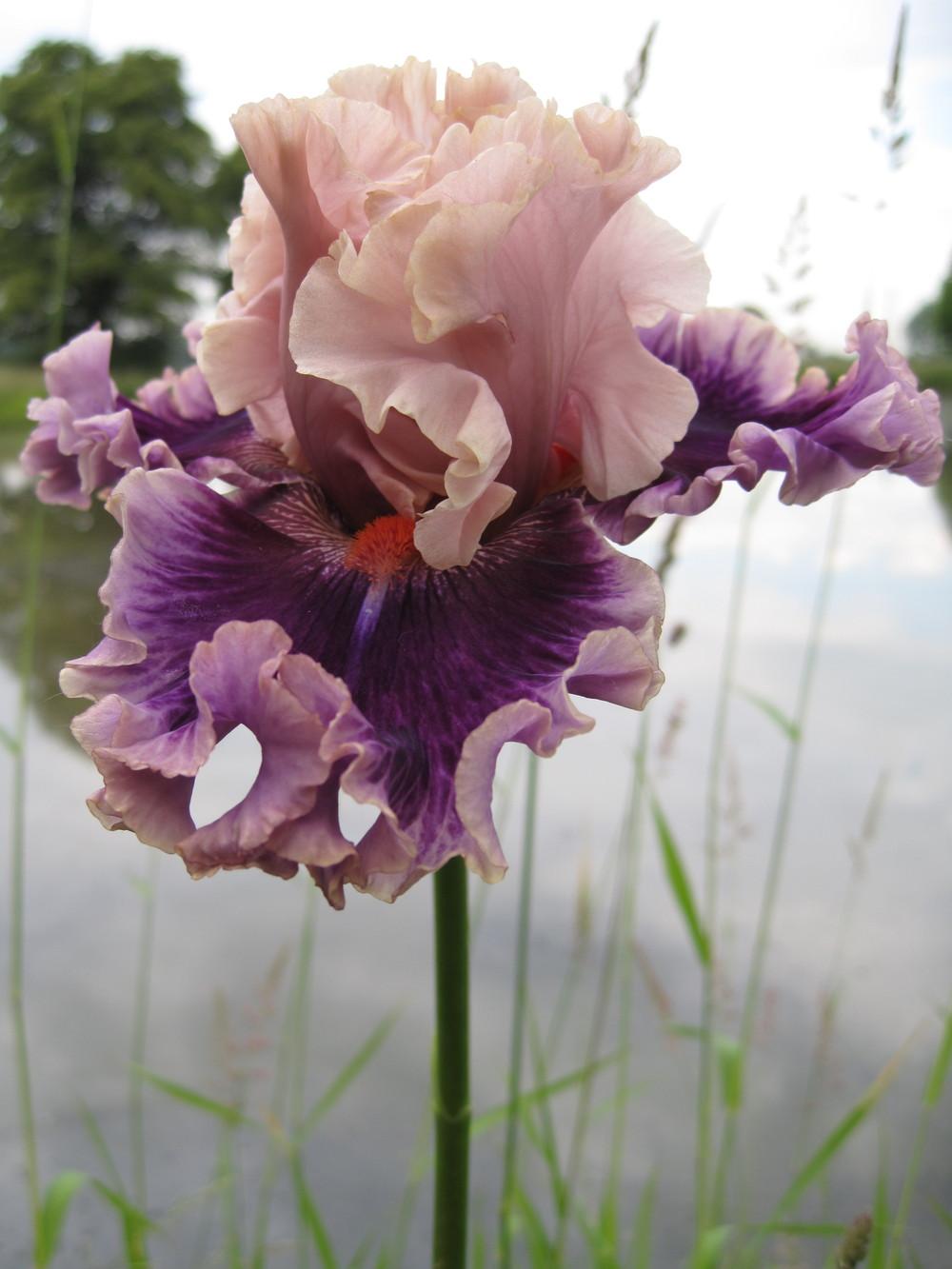 Photo of Tall Bearded Iris (Iris 'Born This Way') uploaded by barashka
