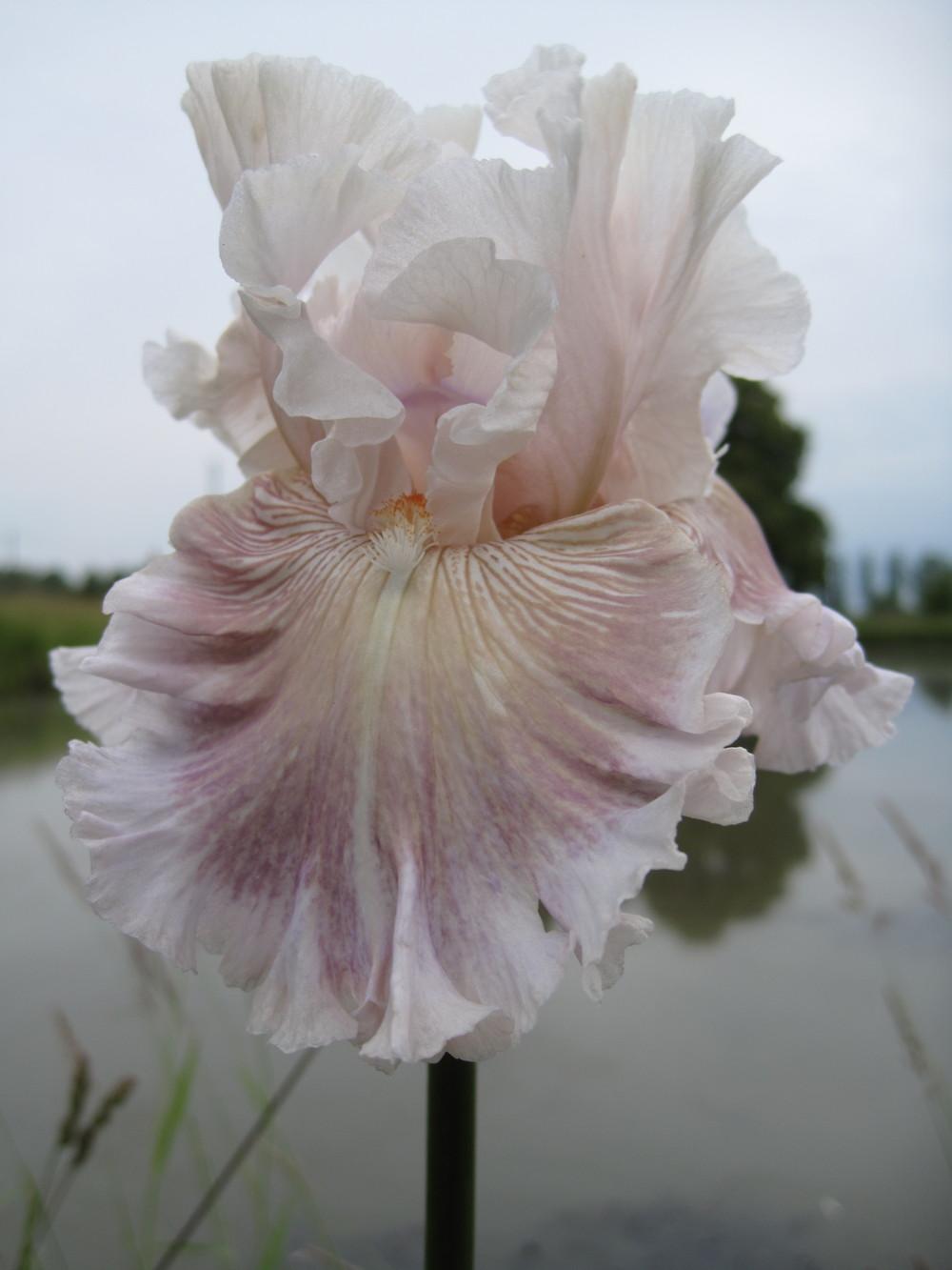Photo of Tall Bearded Iris (Iris 'Amorous Heart') uploaded by barashka