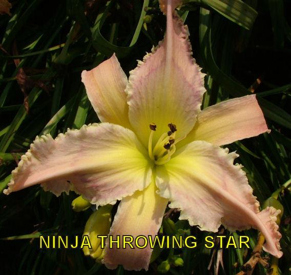 Photo of Daylily (Hemerocallis 'Ninja Throwing Star') uploaded by cocoajuno