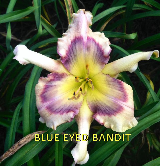 Photo of Daylily (Hemerocallis 'Blue Eyed Bandit') uploaded by cocoajuno