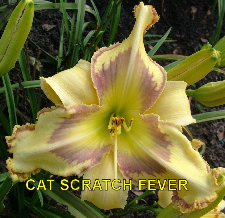 Photo of Daylily (Hemerocallis 'Cat Scratch Fever') uploaded by cocoajuno