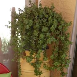 Location: AZ
Date: Spring
This one is easy to root and many plants can be made from one.
