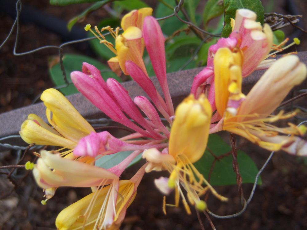 Photo of Gold Flame Honeysuckle (Lonicera x heckrottii 'Gold Flame') uploaded by cocoajuno