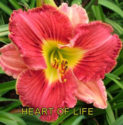 Photo of Daylily (Hemerocallis 'Heart of Life') uploaded by cocoajuno