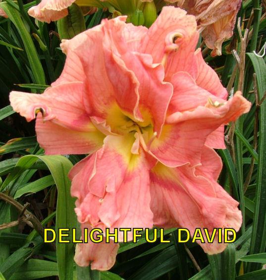 Photo of Daylily (Hemerocallis 'Delightful David') uploaded by cocoajuno