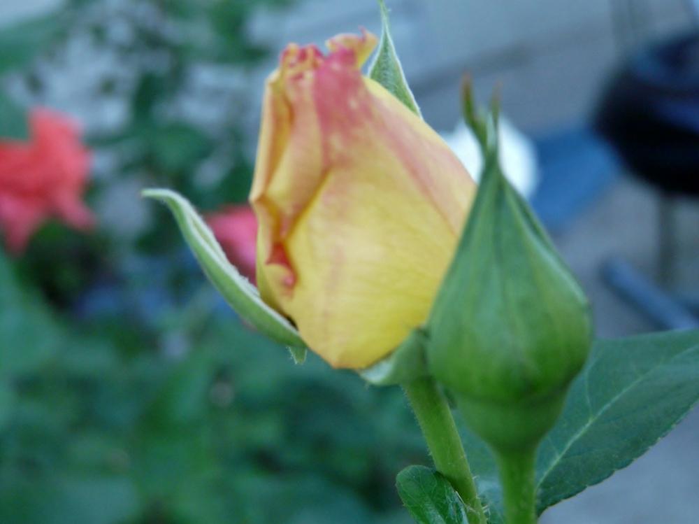 Photo of Hybrid Tea Rose (Rosa 'Peace') uploaded by cwhitt