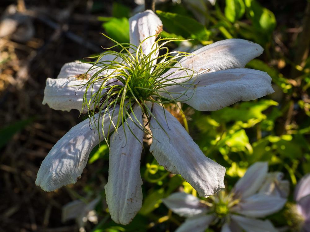 Photo of Clematis Chelsea™ uploaded by frankrichards16