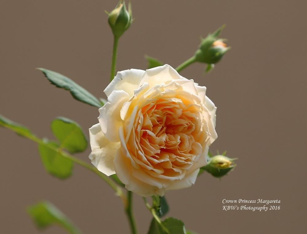 Photo of English Shrub Rose (Rosa 'Crown Princess Margareta') uploaded by kbw664