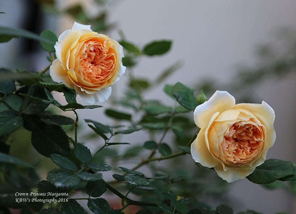 Photo of English Shrub Rose (Rosa 'Crown Princess Margareta') uploaded by kbw664