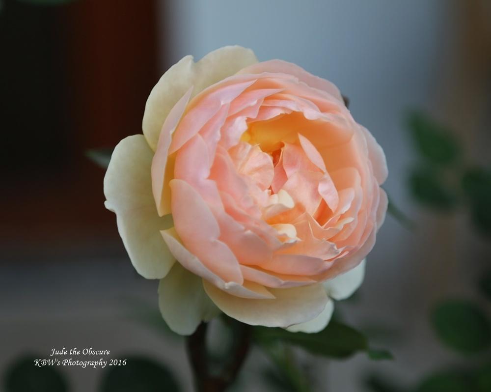Photo of Rose (Rosa 'Jude the Obscure') uploaded by kbw664