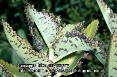 Photo of Mother of Thousands (Kalanchoe daigremontiana) uploaded by purpleinopp