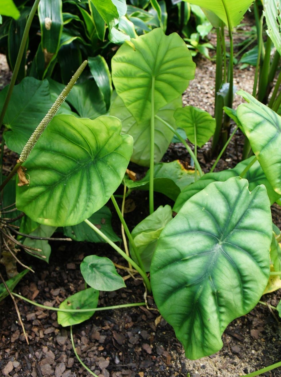 Photo of Green Shield Alocasia (Alocasia clypeolata) uploaded by skylark