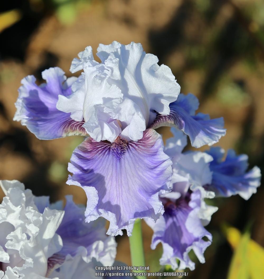 Photo of Tall Bearded Iris (Iris 'Quaffable') uploaded by ARUBA1334