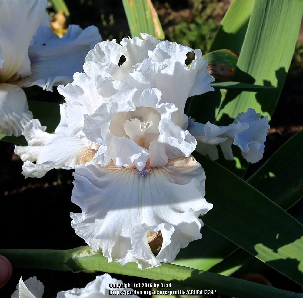 Photo of Tall Bearded Iris (Iris 'I'm Posh') uploaded by ARUBA1334