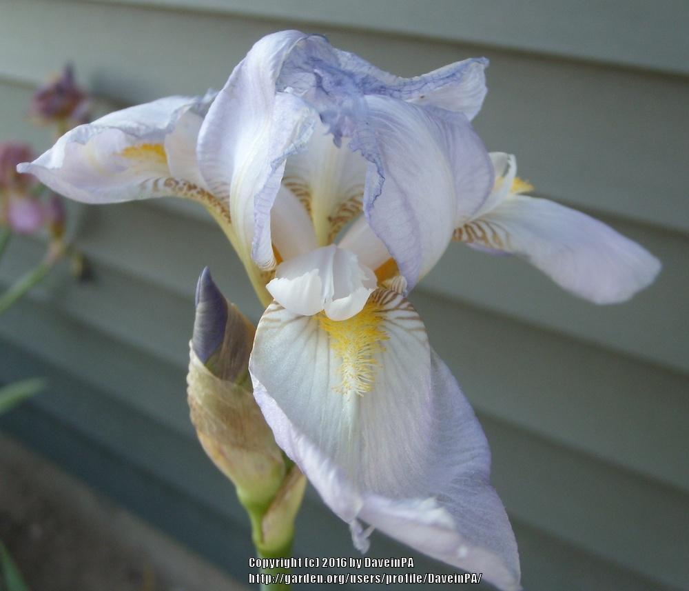 Photo of Tall Bearded Iris (Iris 'Lady Byng') uploaded by DaveinPA
