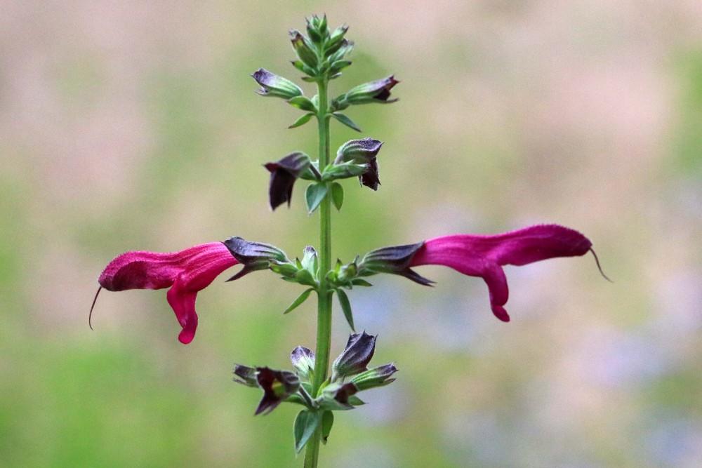 Photo of Big Red Sage (Salvia penstemonoides) uploaded by GrammaChar
