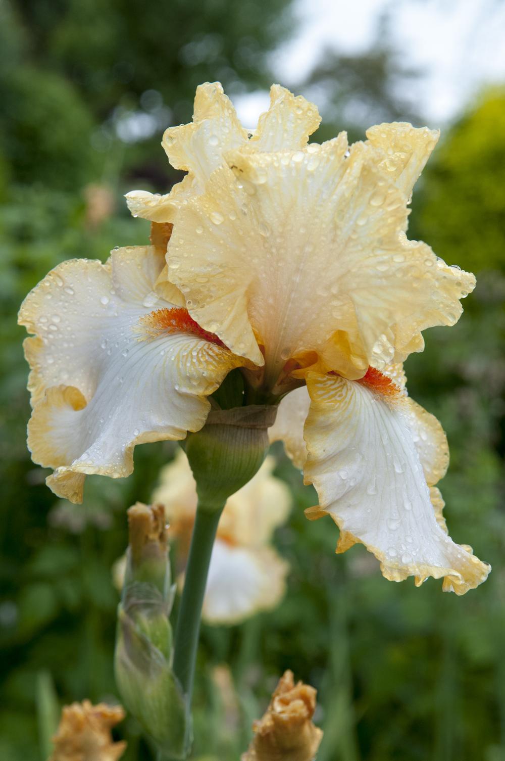 Photo of Tall Bearded Iris (Iris 'Champagne Waltz') uploaded by cliftoncat