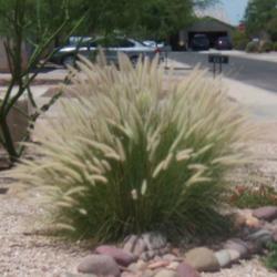 Location: AZ
Date: Spring
Because I chose to do a dry river bed in the front the grasses we