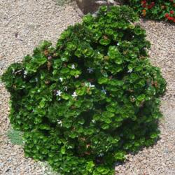 Location: AZ
Date: Spring
This is a great evergreen, nice shrub can be kept compact or grow