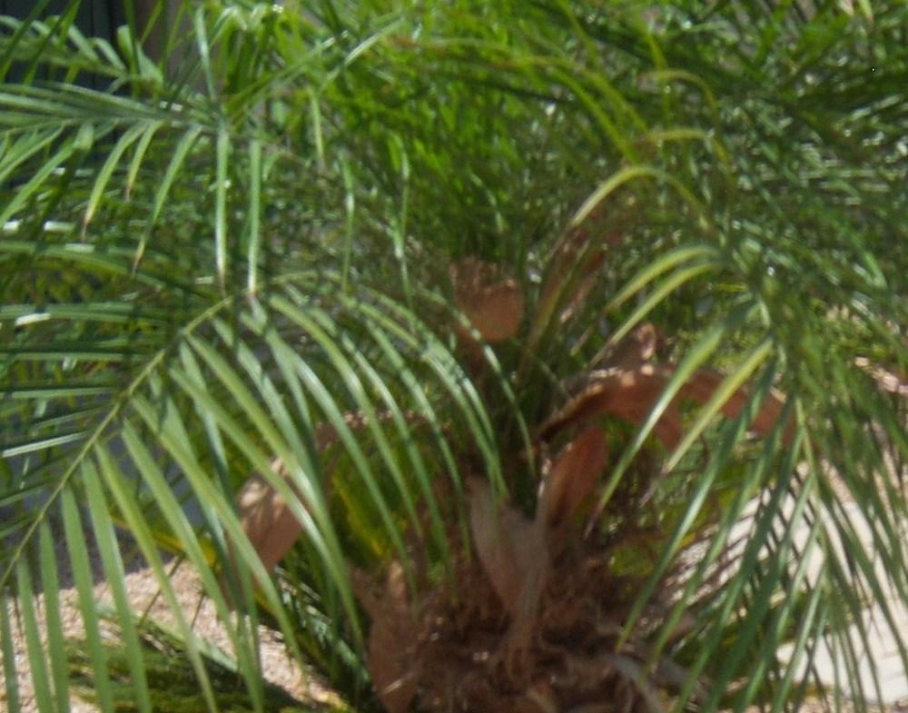 Photo of Pygmy Date Palm (Phoenix roebelenii) uploaded by cocoajuno