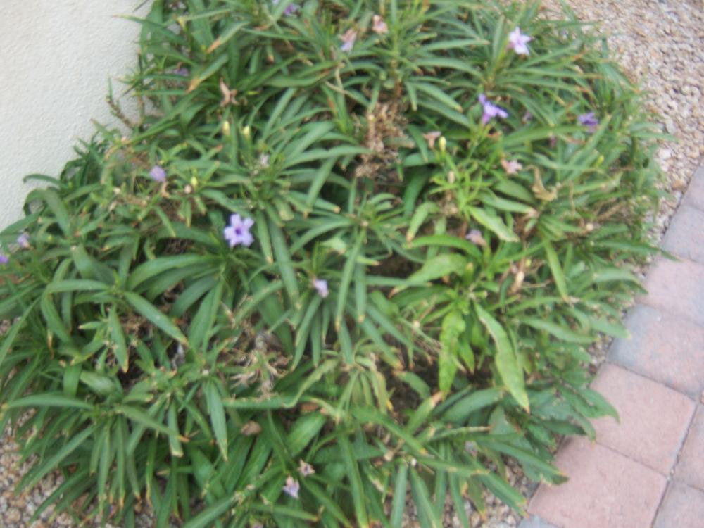 Photo of Mexican Petunia (Ruellia simplex 'Purple Showers') uploaded by cocoajuno