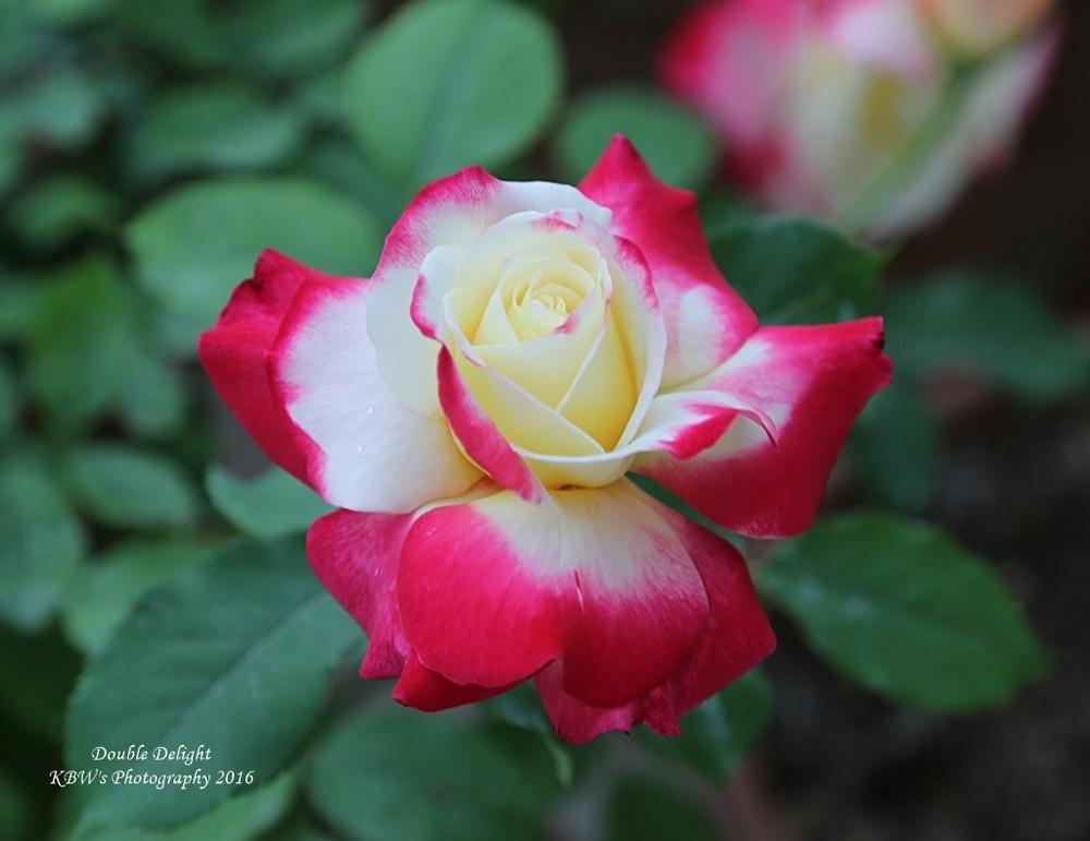 Photo of Hybrid Tea Rose (Rosa 'Double Delight') uploaded by kbw664