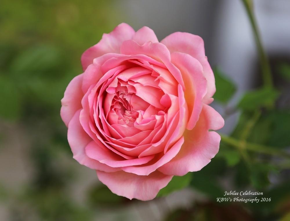 Photo of Rose (Rosa 'Jubilee Celebration') uploaded by kbw664