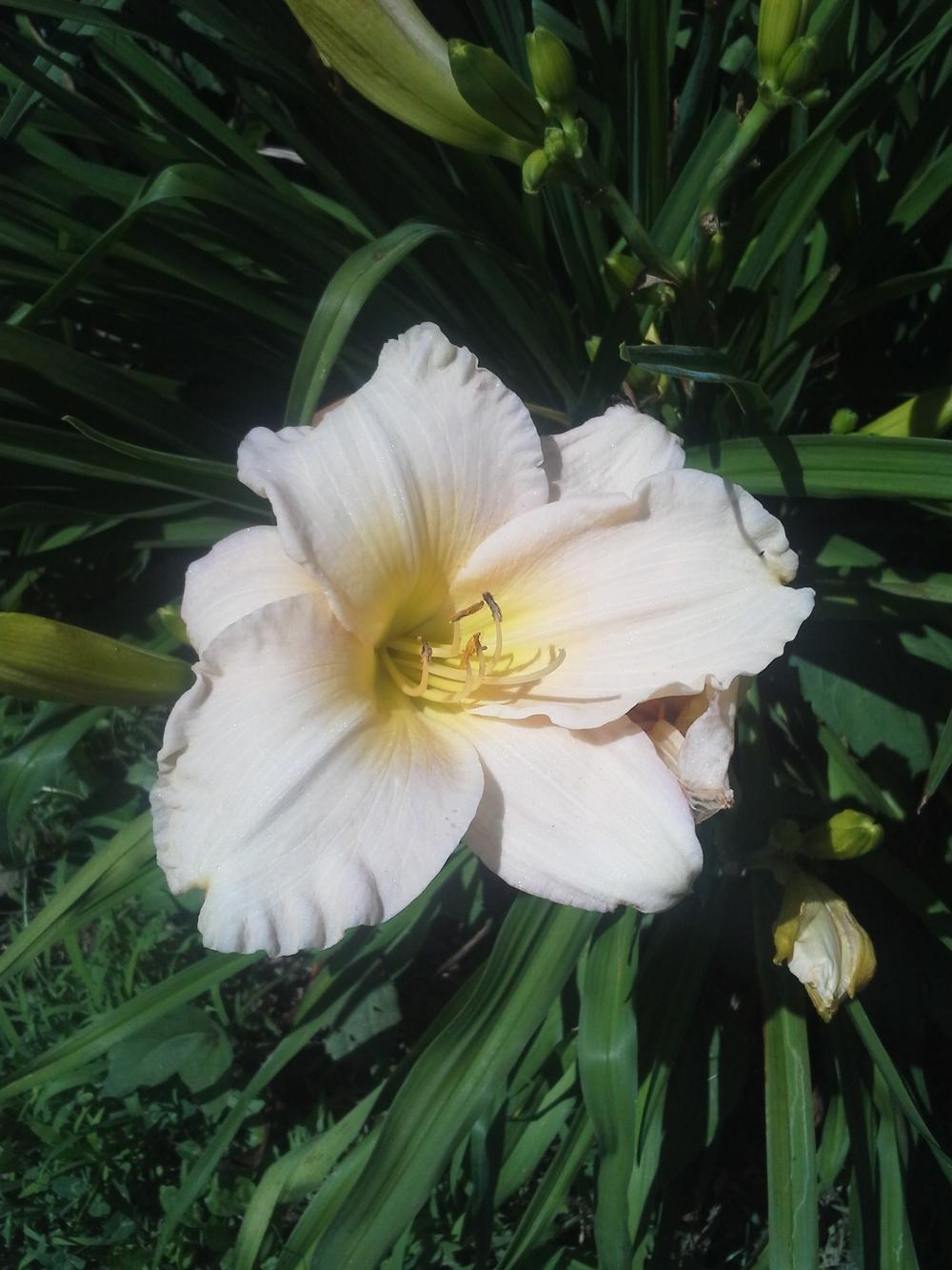 Photo of Daylily (Hemerocallis 'Joan Senior') uploaded by lovemyblooms
