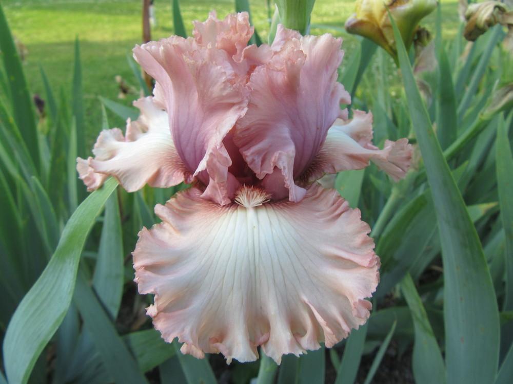 Photo of Tall Bearded Iris (Iris 'Catch My Breath') uploaded by tveguy3