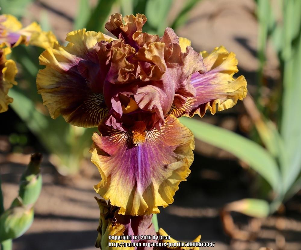 Photo of Tall Bearded Iris (Iris 'Big Band') uploaded by ARUBA1334