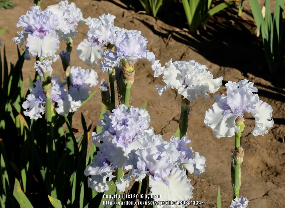 Photo of Tall Bearded Iris (Iris 'When Angels Sing') uploaded by ARUBA1334