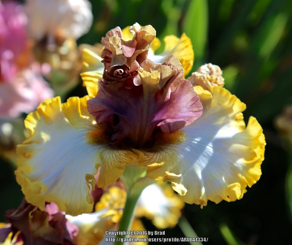 Photo of Tall Bearded Iris (Iris 'Mood Ring') uploaded by ARUBA1334