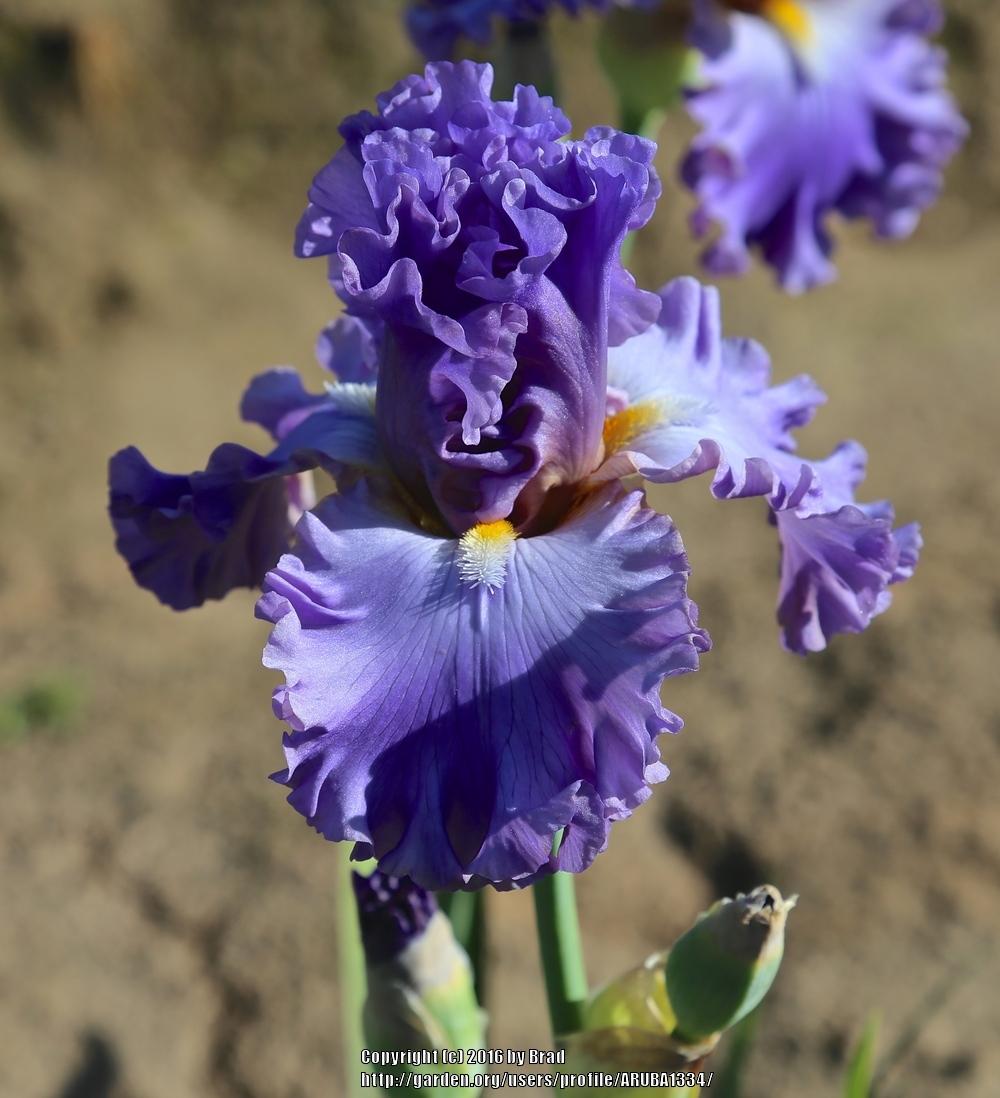 Photo of Tall Bearded Iris (Iris 'Persistent Love') uploaded by ARUBA1334