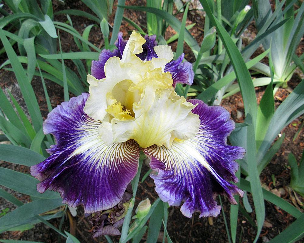 Photo of Tall Bearded Iris (Iris 'Cold Fusion') uploaded by Lestv