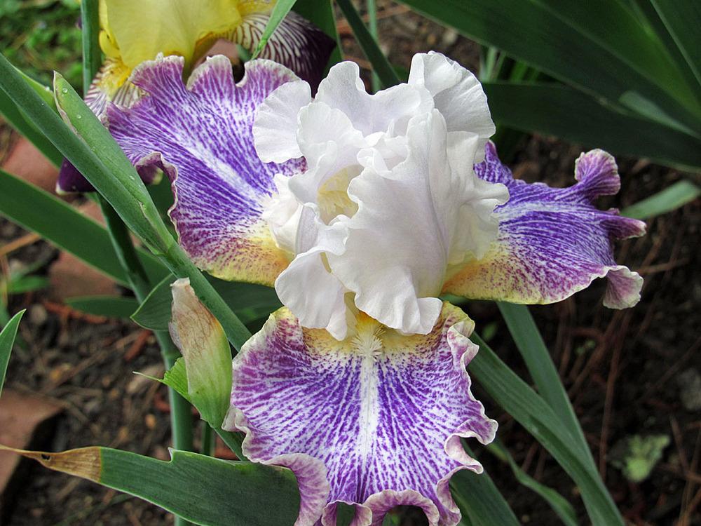 Photo of Tall Bearded Iris (Iris 'Vapor') uploaded by Lestv