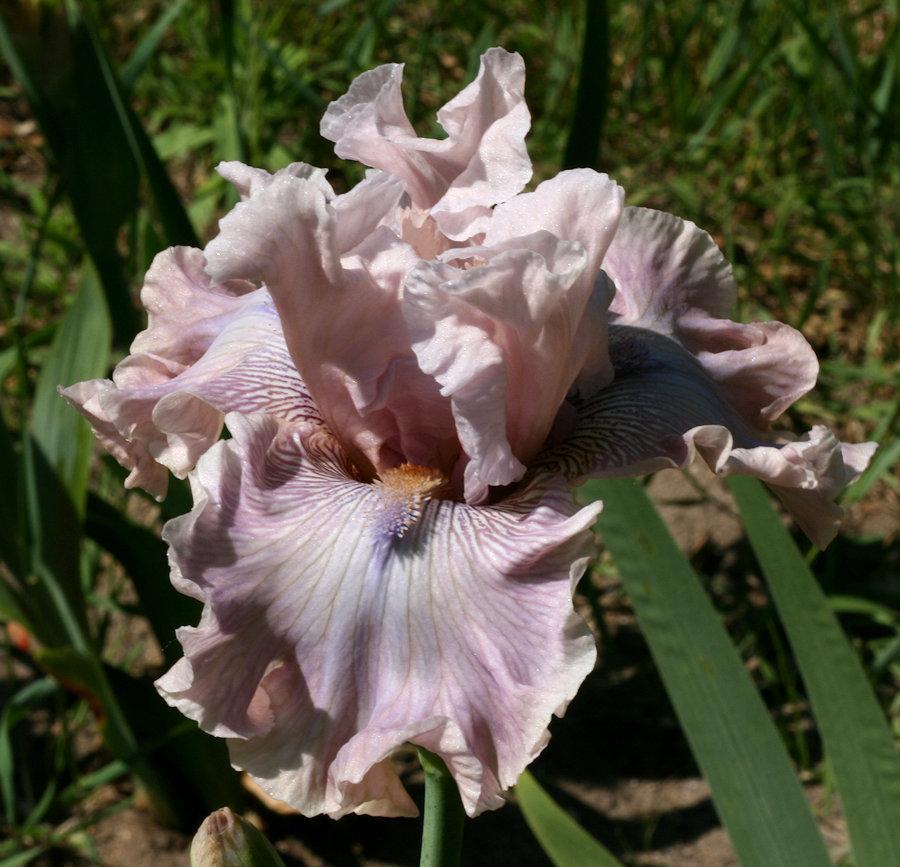 Photo of Tall Bearded Iris (Iris 'Friendly Advice') uploaded by MShadow