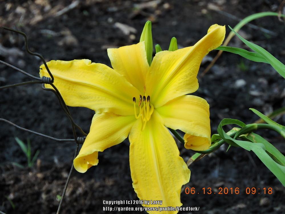 Photo of Daylily (Hemerocallis 'Look Here Mary') uploaded by Seedfork