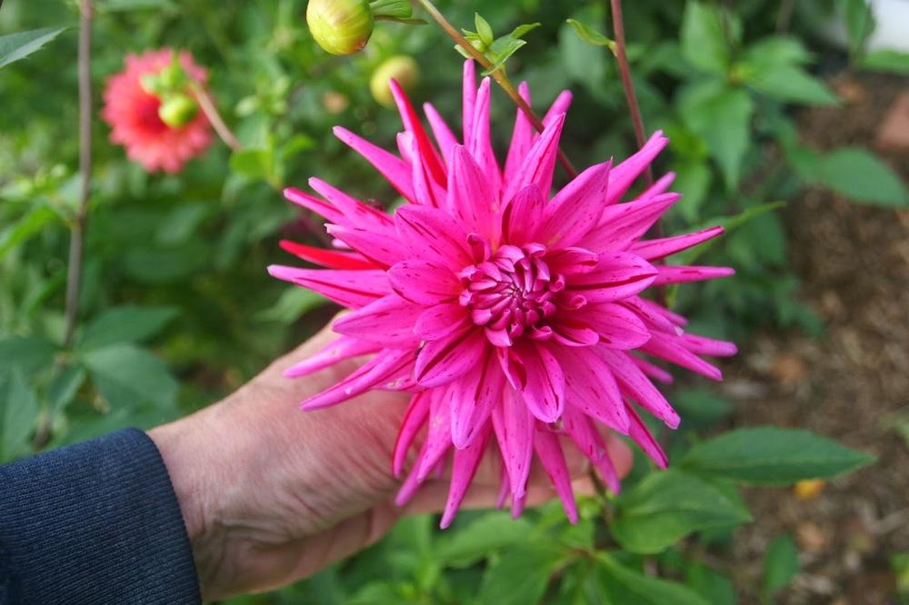 Photo of Dahlia 'Raspberry Ripple' uploaded by Smile4yourself