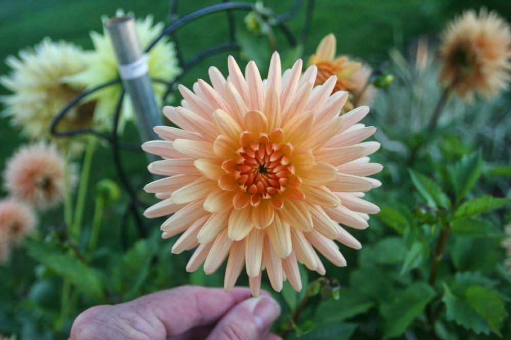 Photo of Dahlia 'Embrace' uploaded by Smile4yourself