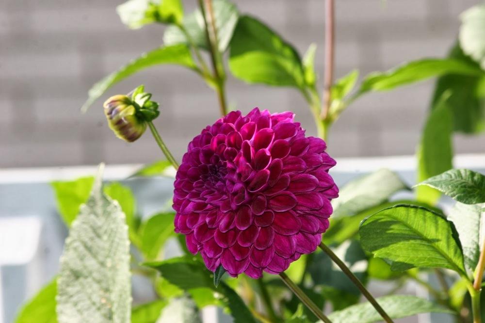 Photo of Dahlia 'Kenora Amethyst' uploaded by Smile4yourself
