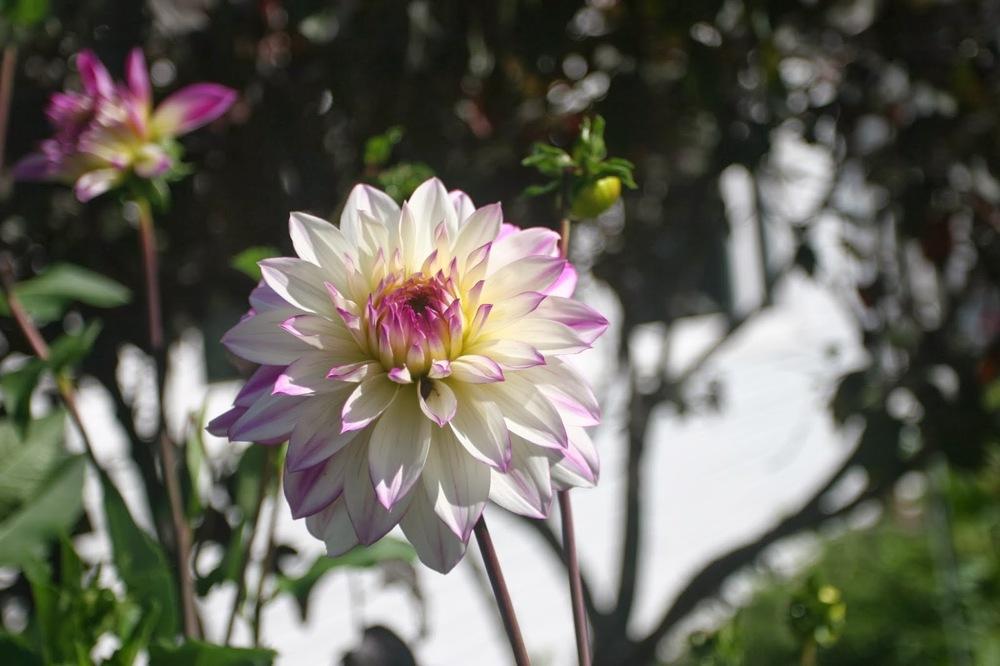 Photo of Dahlia 'Orion' uploaded by Smile4yourself