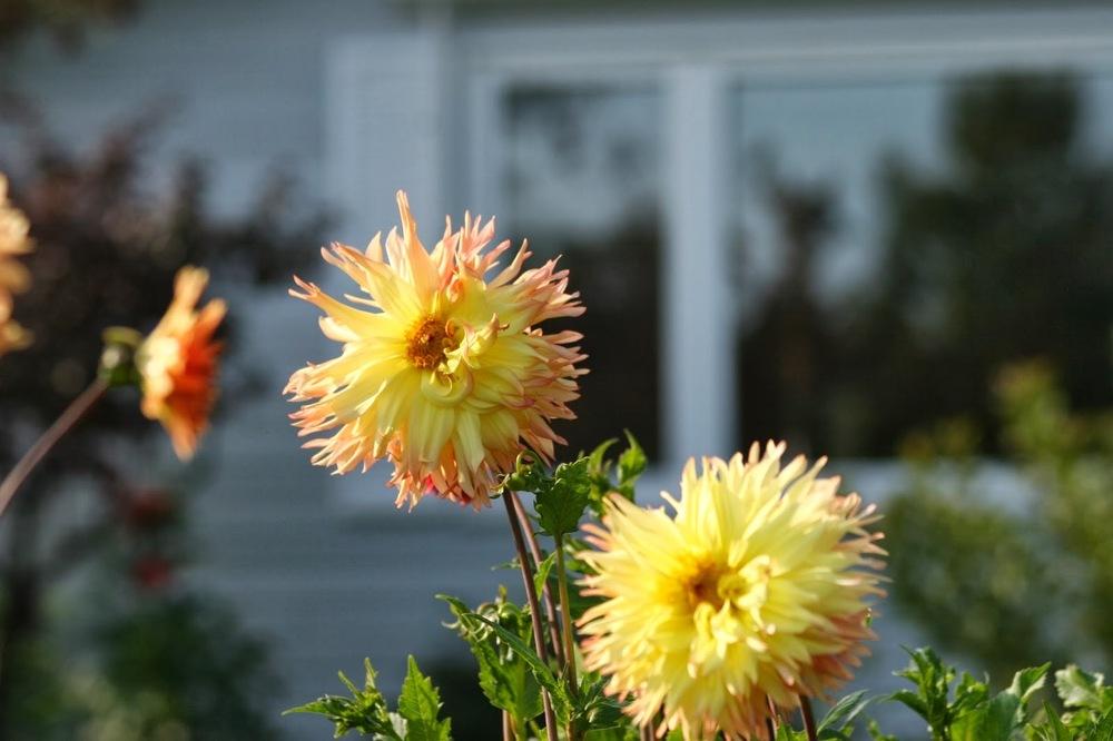 Photo of Dahlia 'Orkney' uploaded by Smile4yourself