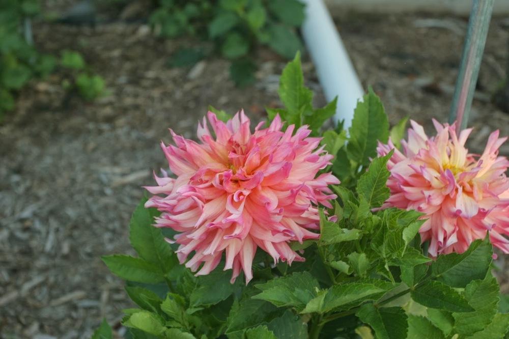 Photo of Dahlia 'Just Peachy' uploaded by Smile4yourself