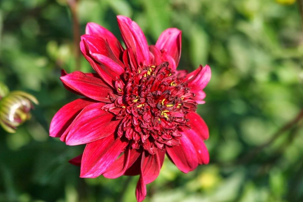 Photo of Anemone Flowered Dahlia (Dahlia 'Soulman') uploaded by Smile4yourself