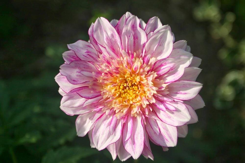 Photo of Dahlia 'Brindisi' uploaded by Smile4yourself