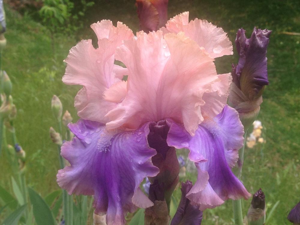 Photo of Tall Bearded Iris (Iris 'Florentine Silk') uploaded by SpringGreenThumb
