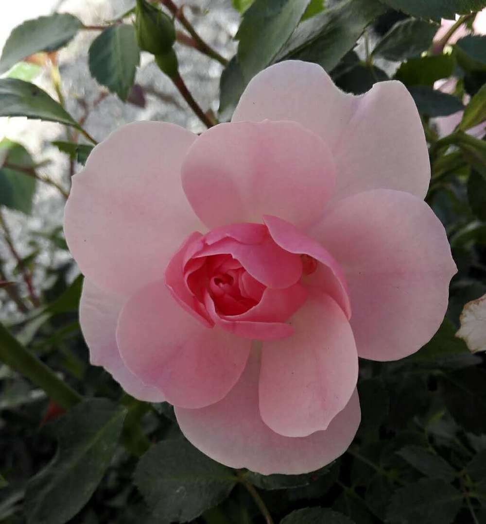 Photo of Shrub Rose (Rosa 'Bonica') uploaded by ailizou