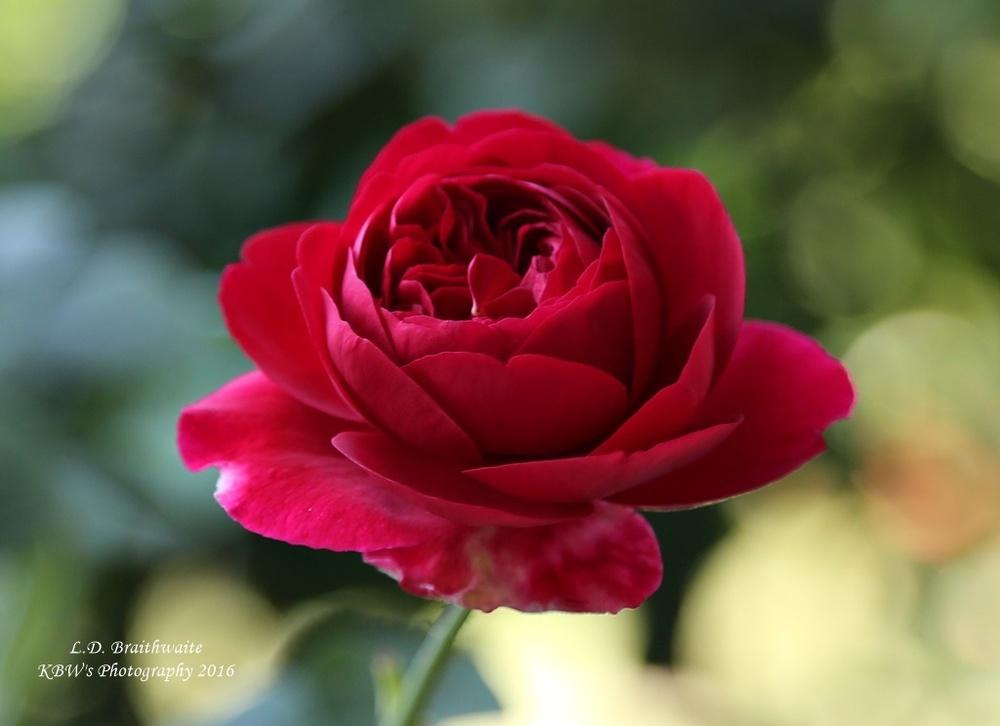 Photo of Rose (Rosa 'L. D. Braithwaite') uploaded by kbw664
